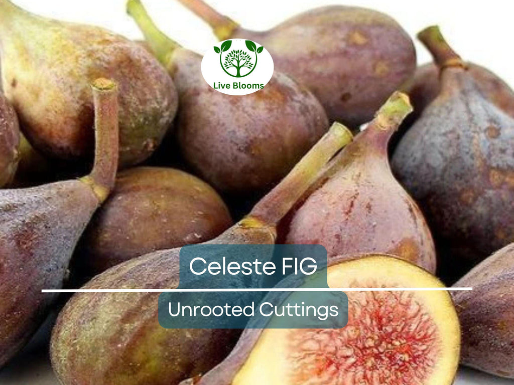 5 Celeste Fig Unrooted Cuttings/Scions 6" or Longer, Freshly Cut, 3+ Nodes, Perfect for Propagation, Grow Your Own Figs, Home Garden