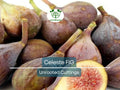 5 Celeste Fig Unrooted Cuttings/Scions 6" or Longer, Freshly Cut, 3+ Nodes, Perfect for Propagation, Grow Your Own Figs, Home Garden