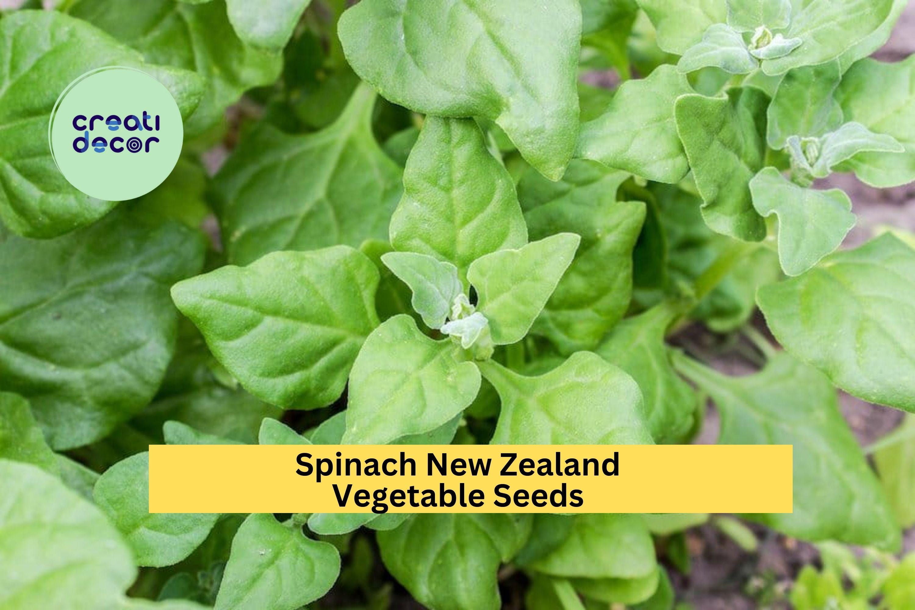 3pcs of 1g New Zealand Spinach Seeds – Heat Tolerant, Cut-and-Come-Again Greens for Summer Garden or Containers Seeds for Planting