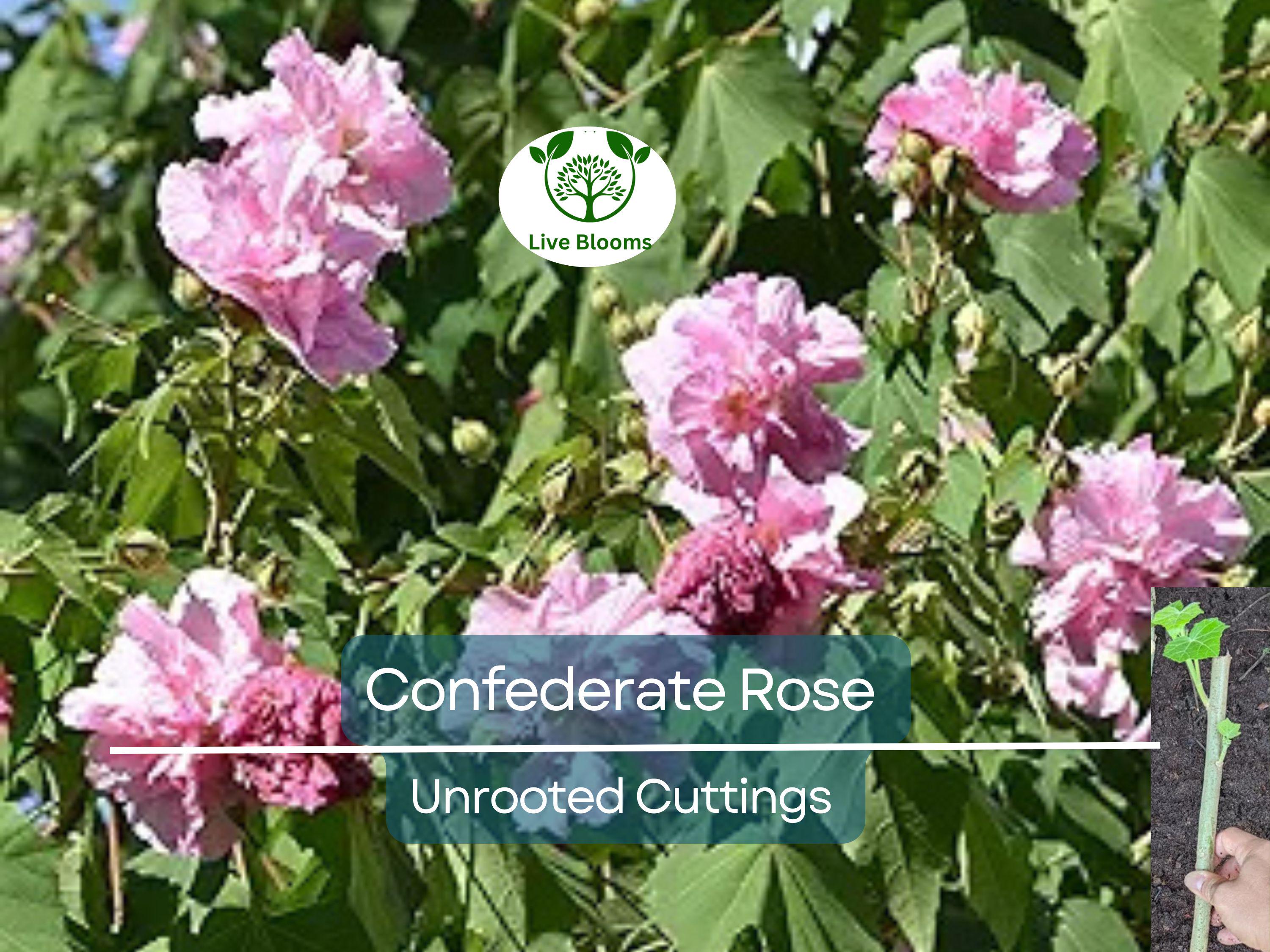 1 Tri-color Confederate Rose Hibiscus mutabilis Rooted Plant - Hardy Perennial, Pink, White, Red, Unique Blooms, Shrub for Garden