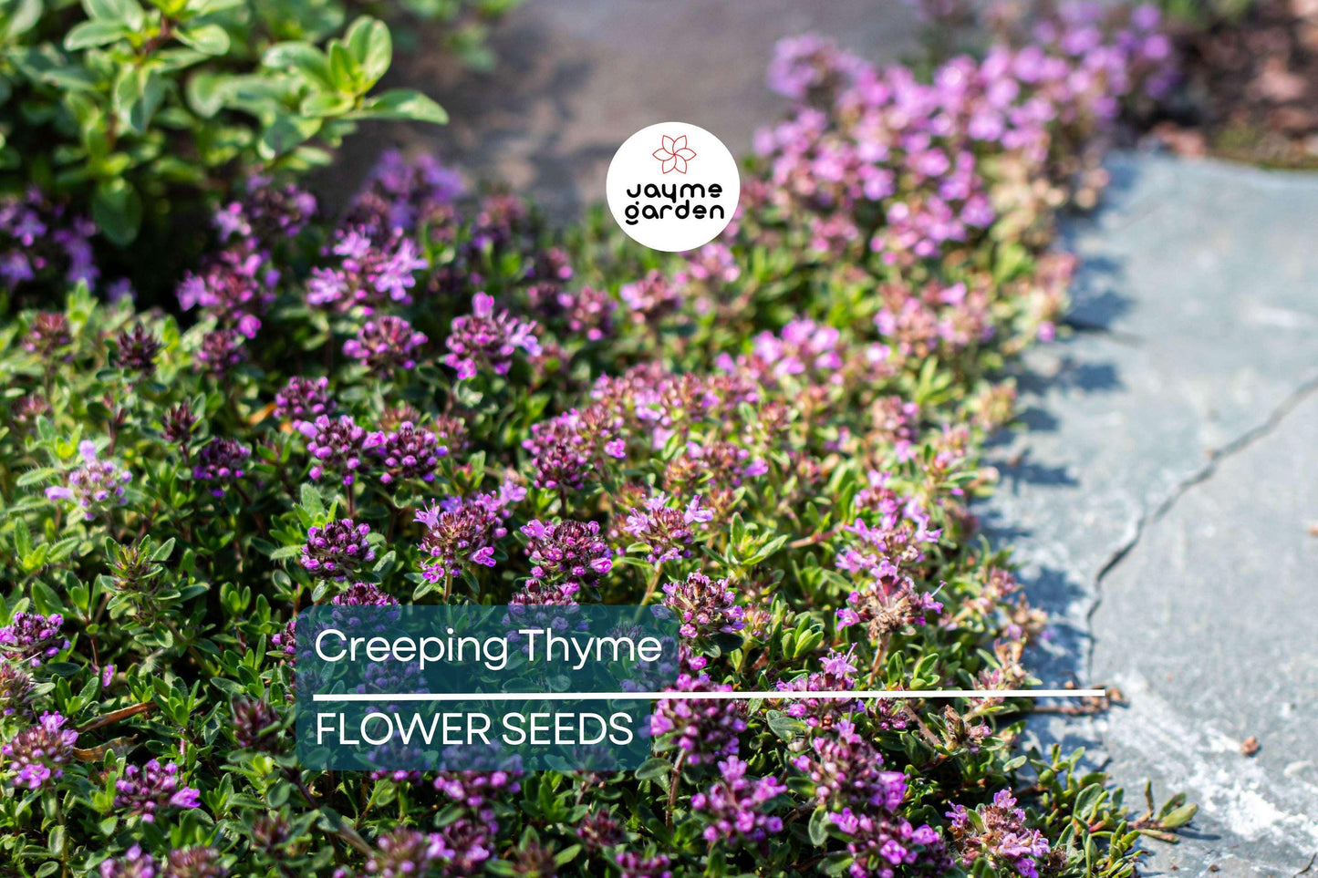 1,000 Creeping Thyme Seeds | Dwarf 6" Variety | Beautiful Blooms, Non-GMO, USA
