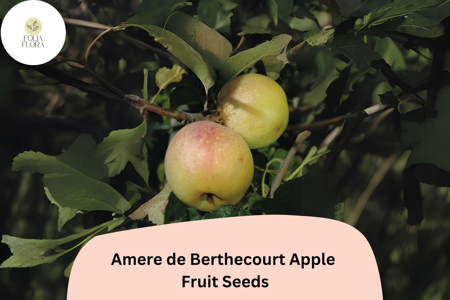 25+ Amere de Berthecourt Apple Seeds | French Heirloom | Cider Apple Variety | Malus domestica | Garden Fruit Tree Seeds