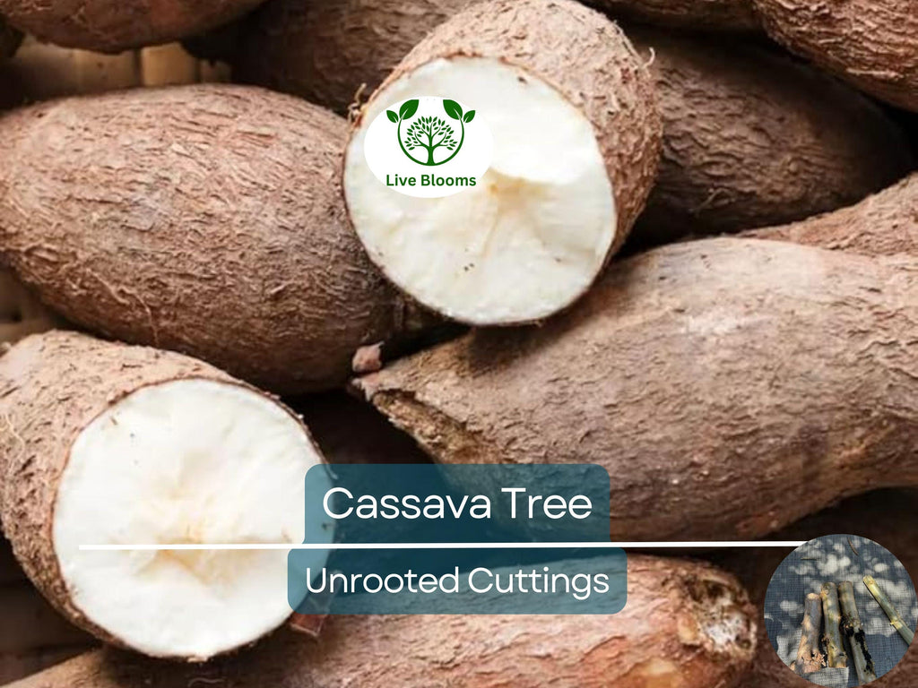 4 Healthy White Cassava Cuttings - Manihot esculenta, Tapioca, Yuca Plant Unrooted Cuttings for Planting - High-Quality Propagation
