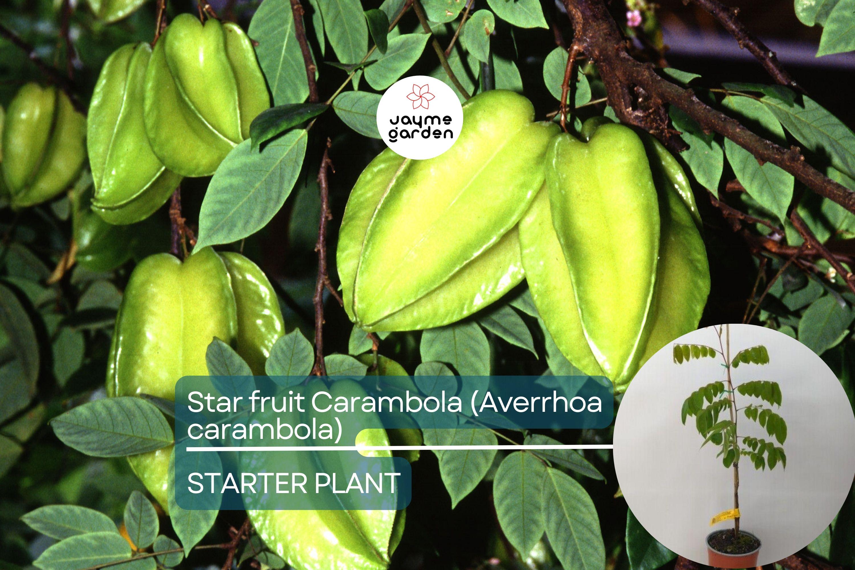 Starfruit Carambola Tree (Averrhoa carambola) 12" – 24" – Tropical Evergreen with Unique Star-Shaped Fruits
