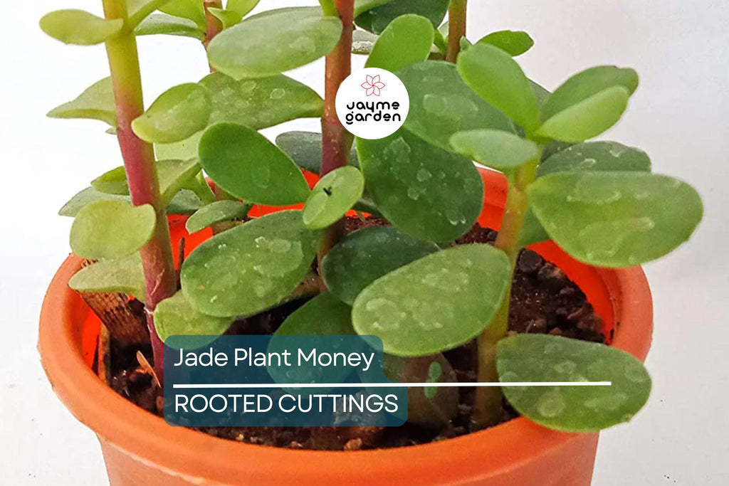2 Rooted Jade Plants – Money Plant – Live Succulent Crassula Argentea – Easy to Grow – No Pot – Ready to Plant