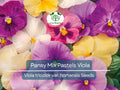 100 Seeds Pansy Mix Pastels Viola Edible Flowers, Cool Weather, Non-GMO, Vibrant Colors, Ideal for Containers & Gardens, Easy to Grow