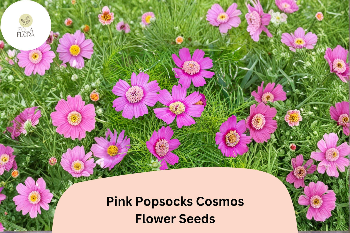 200+ Pink Popsocks Cosmos Seeds | Cosmos Bipinnatus Double Blooms | Garden Flower Seeds for Planting