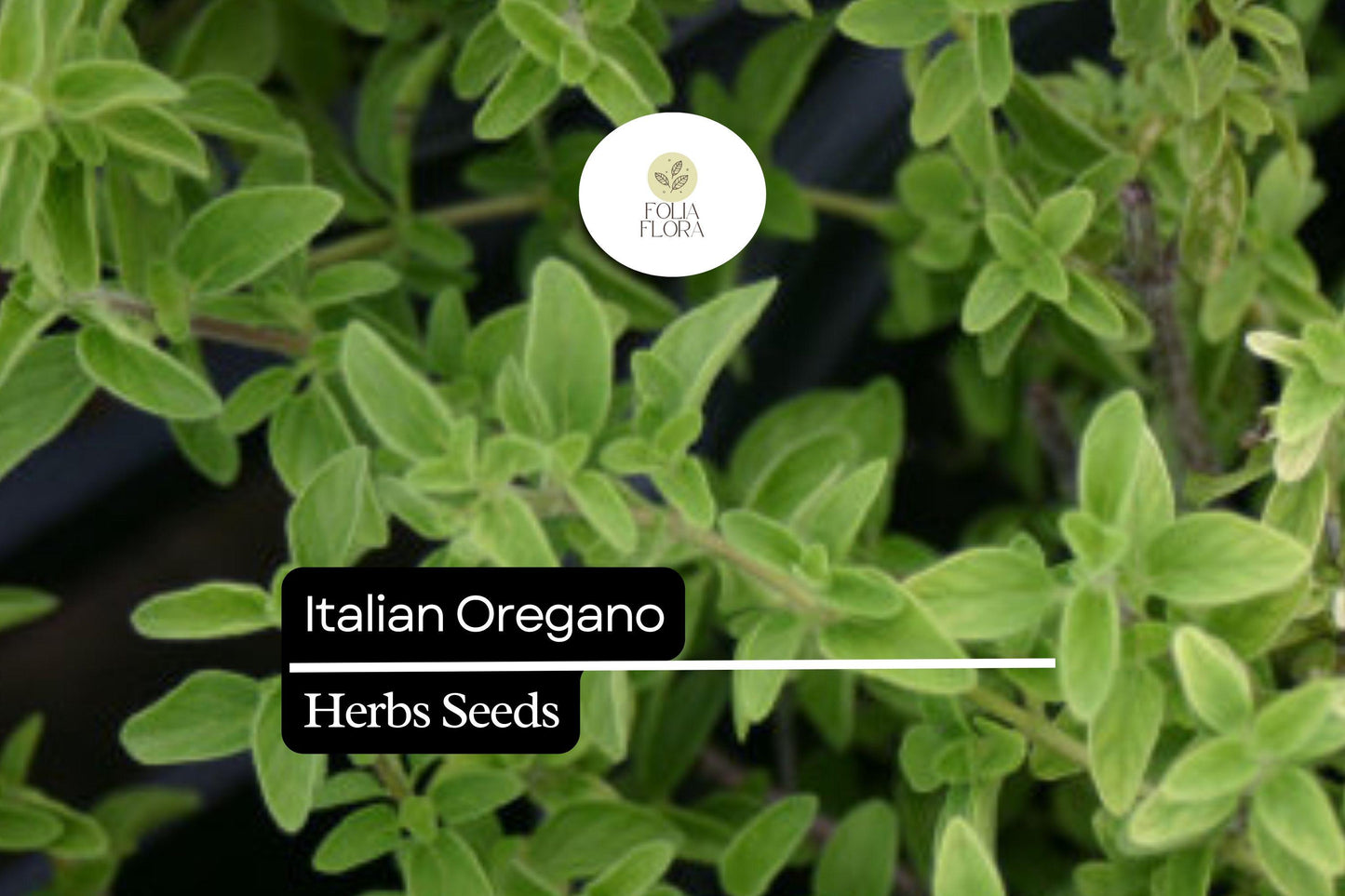2000 Seeds Italian Oregano (Origanum vulgare) – Aromatic Culinary Herb for Gardens, Pots & Spice Racks