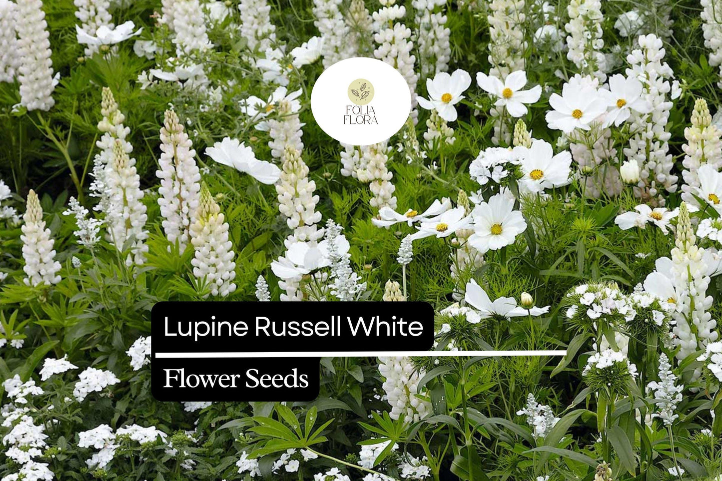 25+ Russell White Lupine Seeds | Lupinus polyphyllus | White Spiked Blooms for Garden Planting
