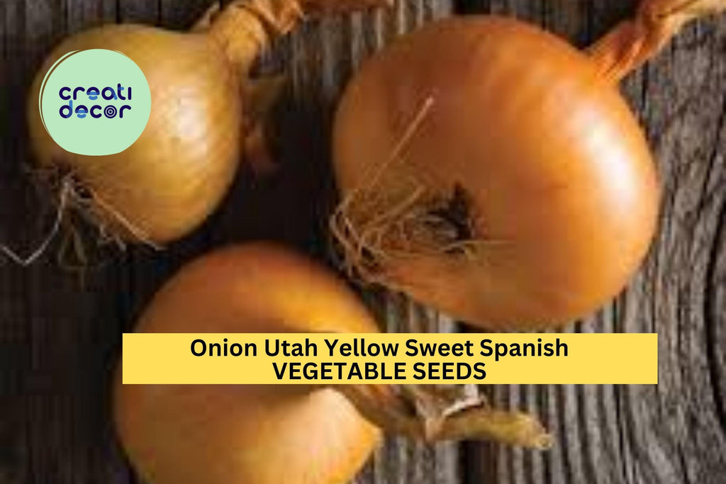 3pcs of 250mg Utah Yellow Sweet Spanish Onion Seeds – Mild, Flavorful, Large Bulbs – Easy Home Garden Seeds for Planting