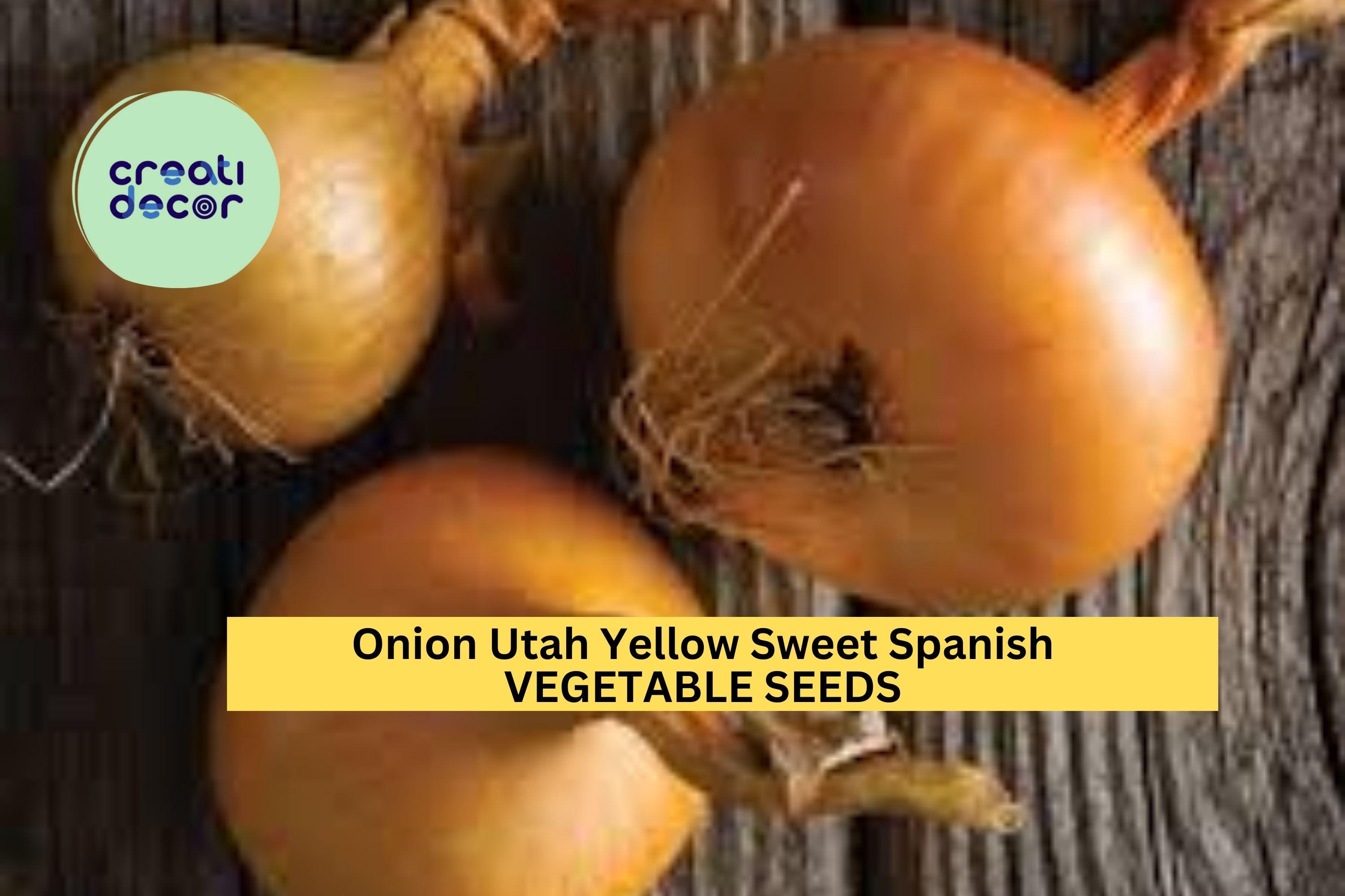 3pcs of 250mg Utah Yellow Sweet Spanish Onion Seeds – Mild, Flavorful, Large Bulbs – Easy Home Garden Seeds for Planting