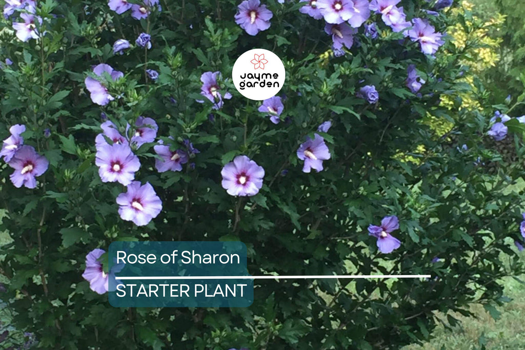 Rose of Sharon Seedlings | Flowering Hibiscus Bush Starter Plant | Easy-to-Grow Outdoor Shrub with Stunning Blooms