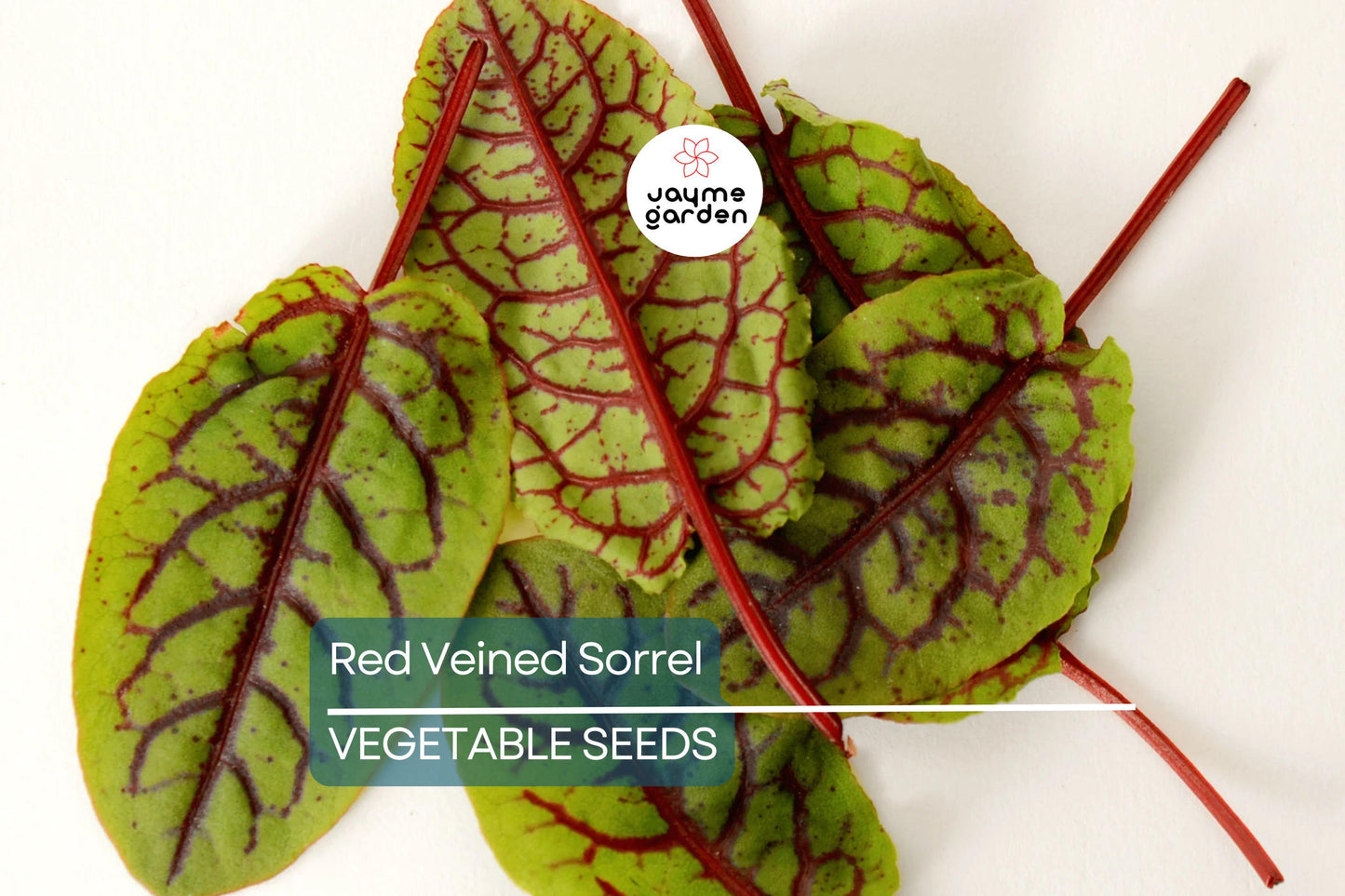 500 Red Veined Sorrel Seeds - Rumex sanguineus, Tangy Heirloom Green for Salads & Garnis