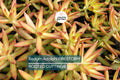 1 Sedum Adolphi Firestorm Succulent - Rooted Plant in 2” Pot - Red-Orange Coppertone, Easy Care, Perfect for Containers