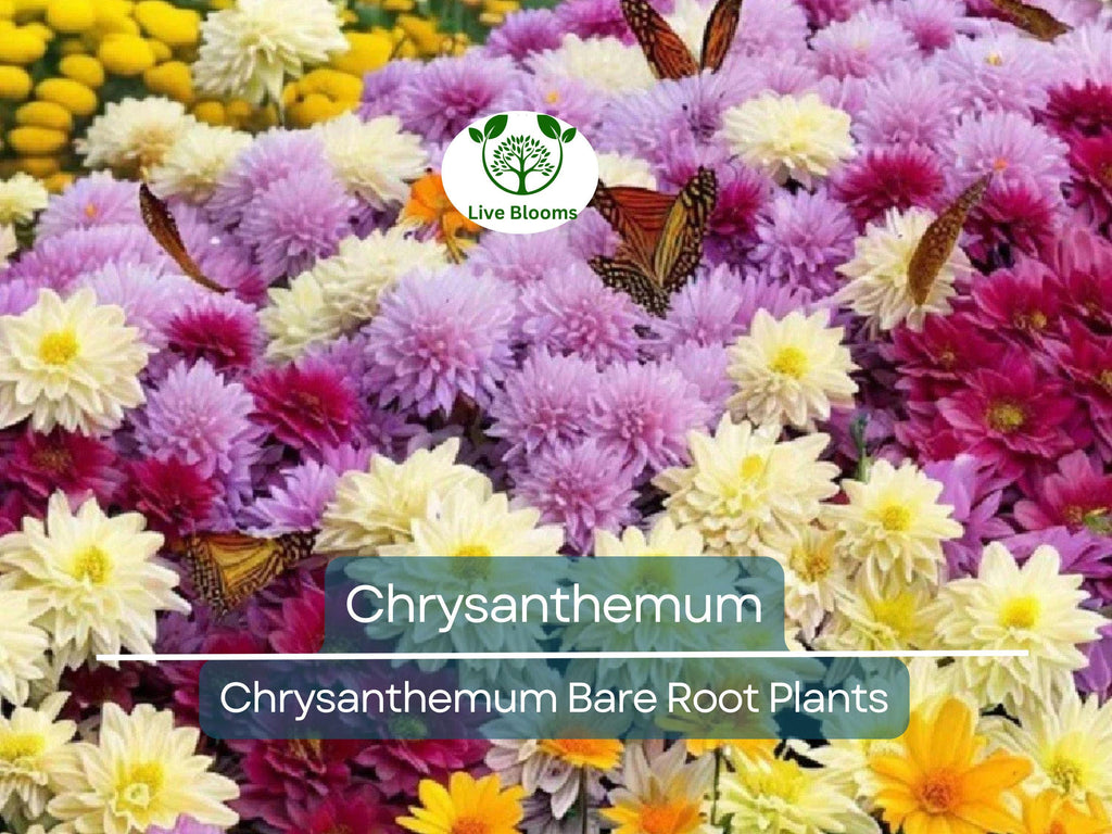 1 Live Chrysanthemum Plant – 3+ Year Old, Semi-Bare Root – Mixed Colors – Hardy Native Flowering Perennial