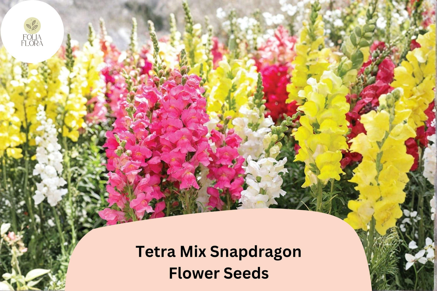 1000+ Tetra Mix Snapdragon Seeds | Antirrhinum majus | Colorful Garden Flowers for Beds, Borders & Containers