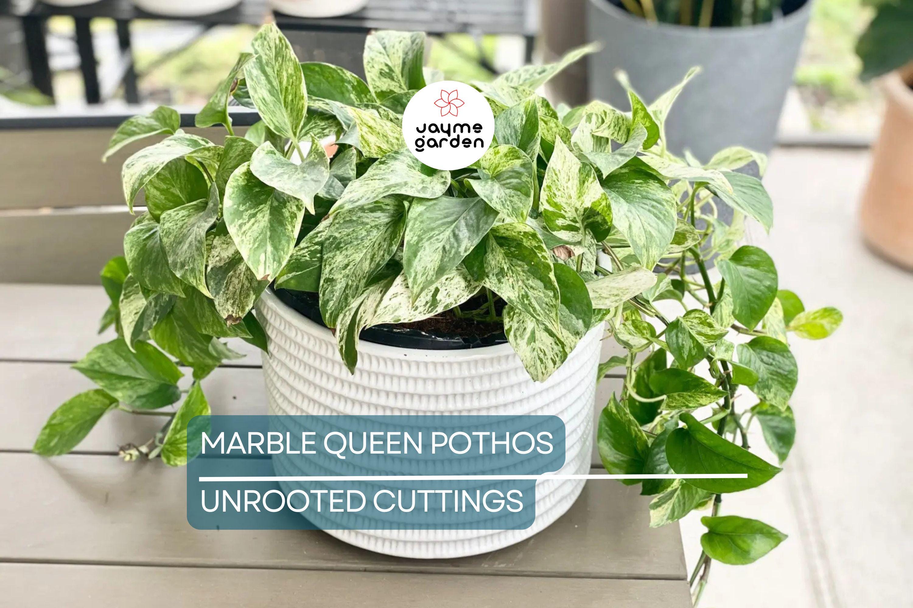 Marble Queen Pothos 5 Node Cutting - Variegated Philodendron Plant, Fresh USA Seller