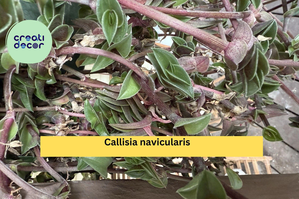 Callisia navicularis Live Cutting – Semi Rooted Succulent Form with Pink Flowers, Trailing Vine for Indoor Pots or Rock Gardens Zones 9–11