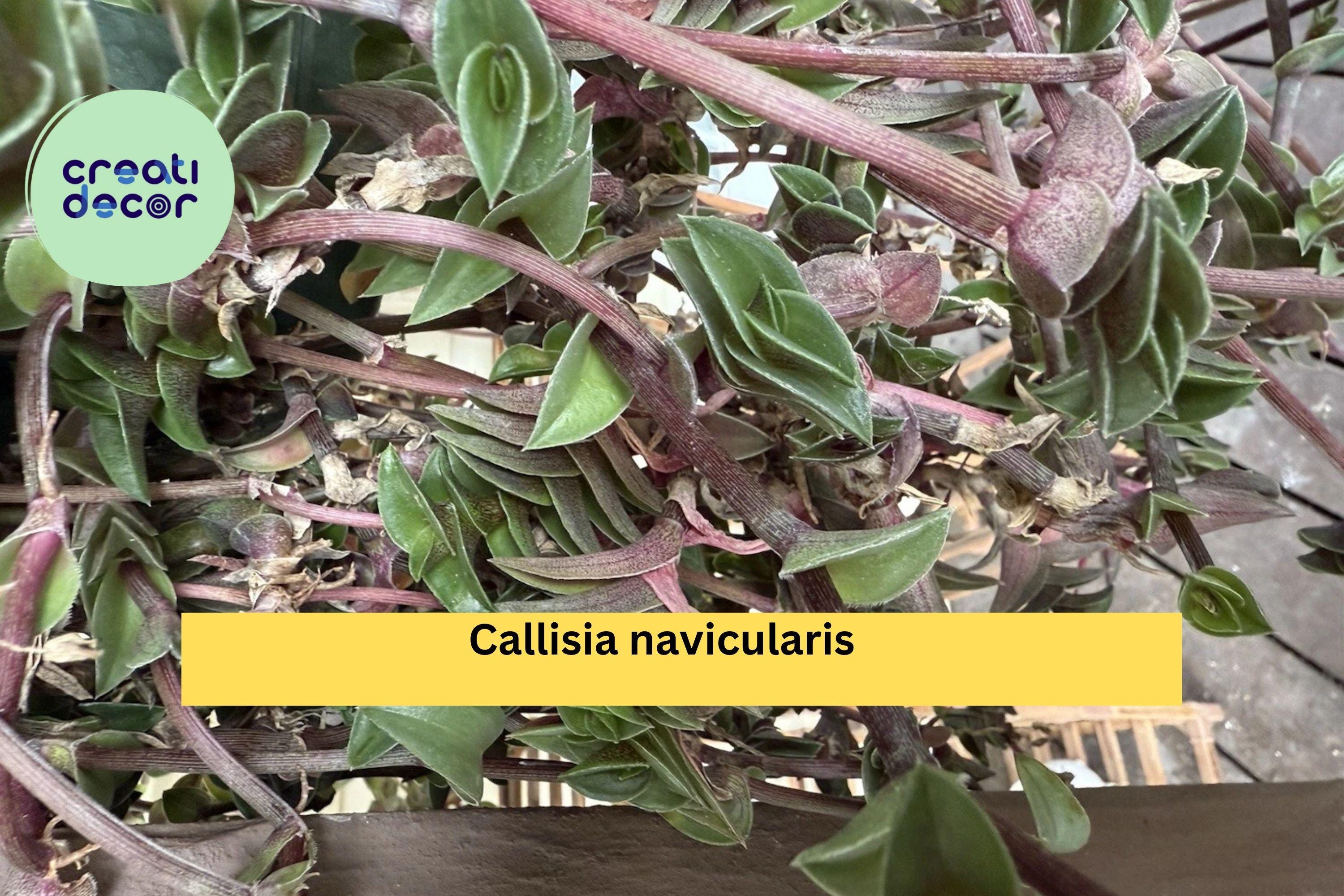 Callisia navicularis Live Cutting – Semi Rooted Succulent Form with Pink Flowers, Trailing Vine for Indoor Pots or Rock Gardens Zones 9–11