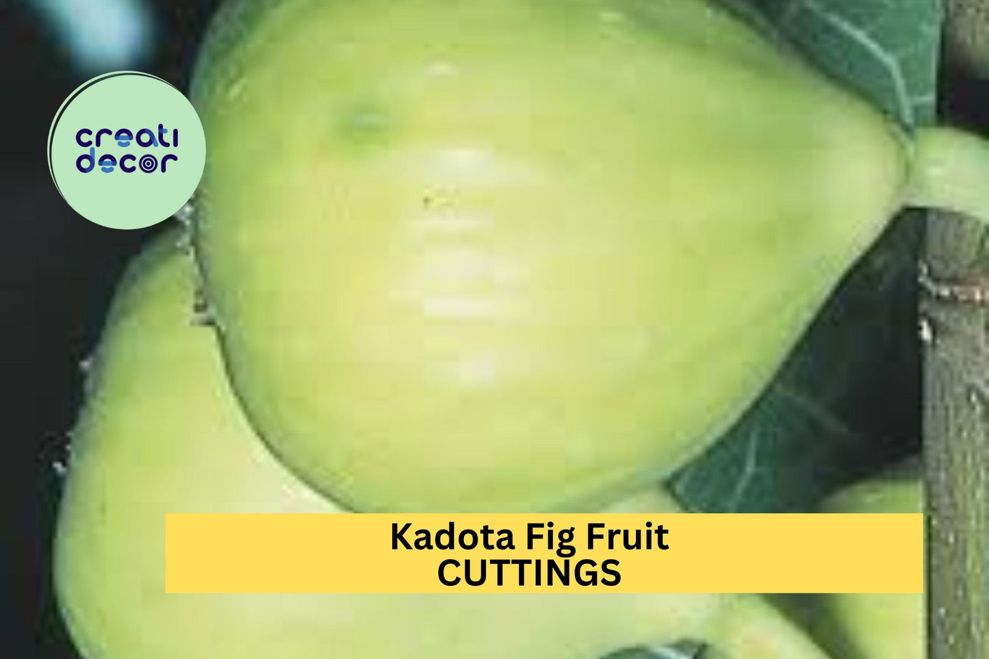 1 Kadota Fig Cutting – 10" Unrooted Hardwood Twig for Propagation – Sweet Green Fig Variety for Home Orchards – USA