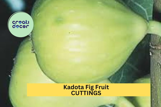 1 Kadota Fig Cutting – 10" Unrooted Hardwood Twig for Propagation – Sweet Green Fig Variety for Home Orchards – USA