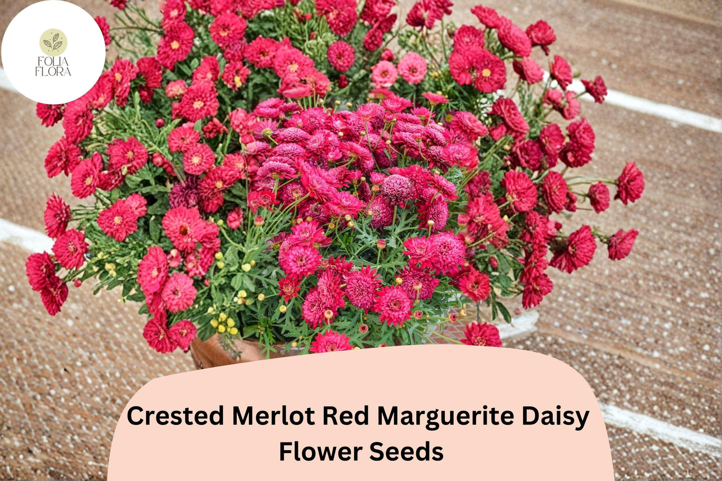 200+ Crested Merlot Red Marguerite Daisy Seeds | Argyranthemum frutescens | Deep Red Blooms | Annual Garden Flower