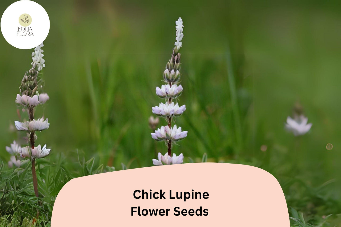 Lupinus ‘Chick’ Lupine Seeds – 25+ Seeds for Garden Planting & Pollinators