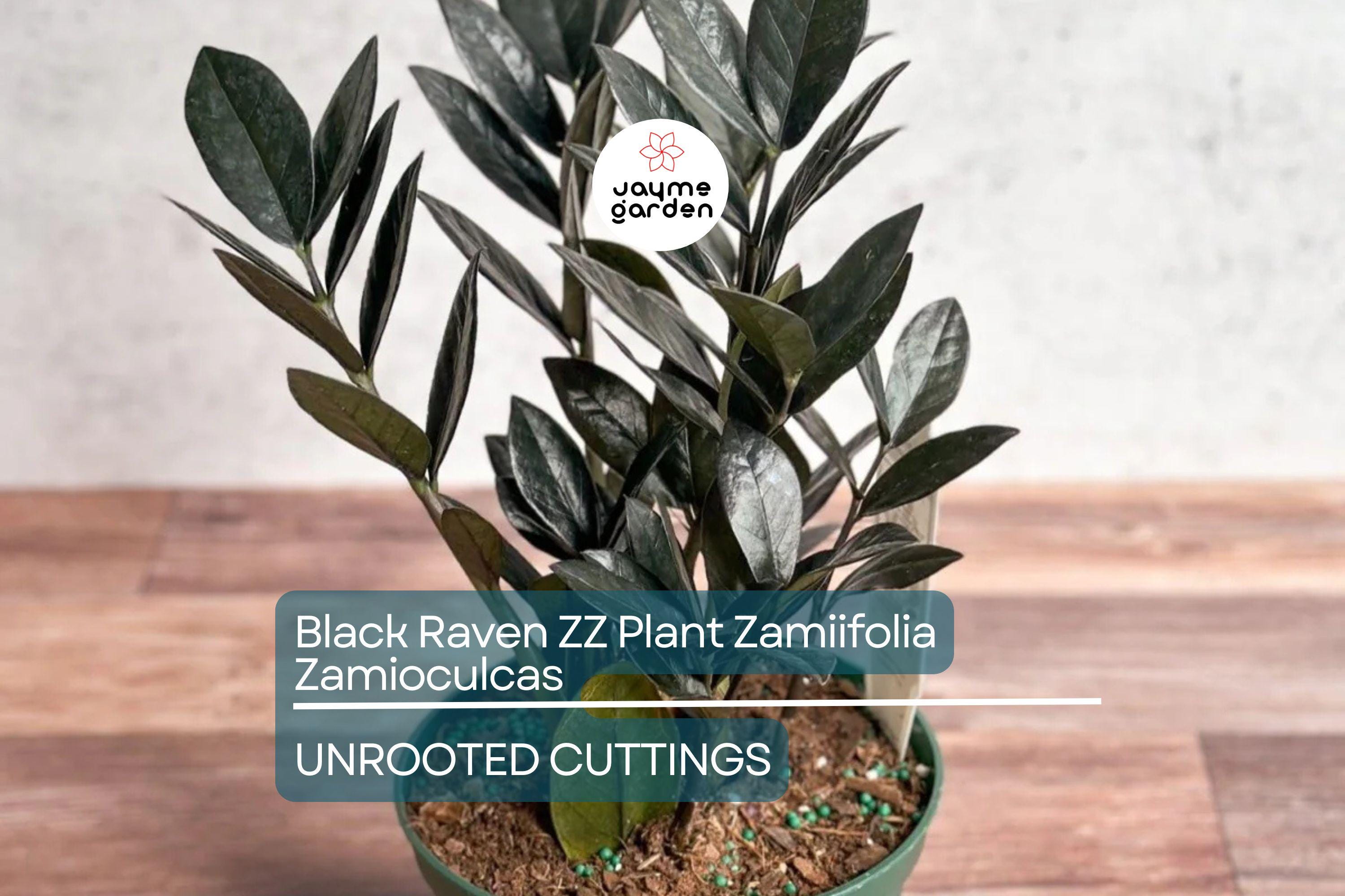 Black Raven ZZ Plant Cutting | Zamiifolia Zamioculcas | 2 Node Fresh Cutting | Pet Safe, Indoor Plant |