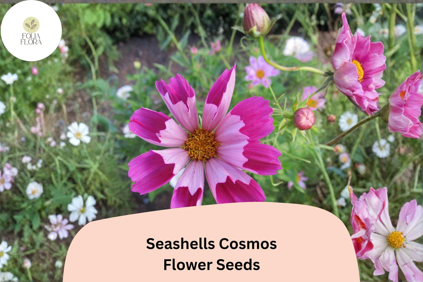 200+ Seashells Cosmos Seeds | Cosmos Bipinnatus Fluted Pink & White Blooms | Annual Garden Flower Seeds for Planting