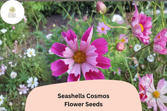 200+ Seashells Cosmos Seeds | Cosmos Bipinnatus Fluted Pink & White Blooms | Annual Garden Flower Seeds for Planting