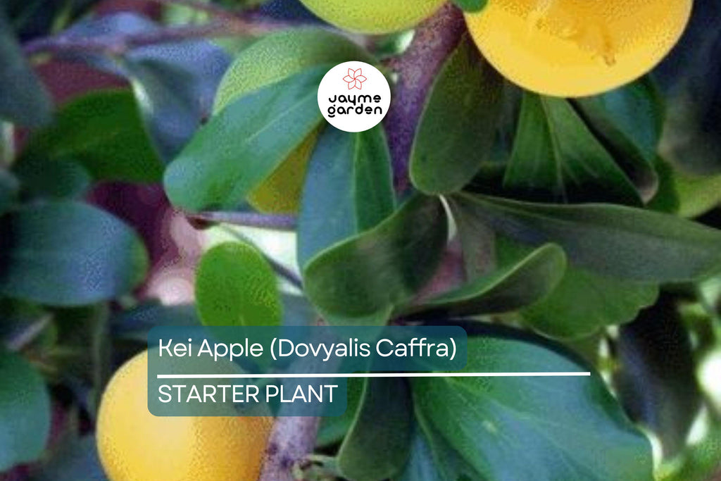 Kei Apple Seedling | 14" Tall Live Plant (Dovyalis caffra) | Organic Rare Fruit Tree | Tropical Starter Plant | Ready to Grow