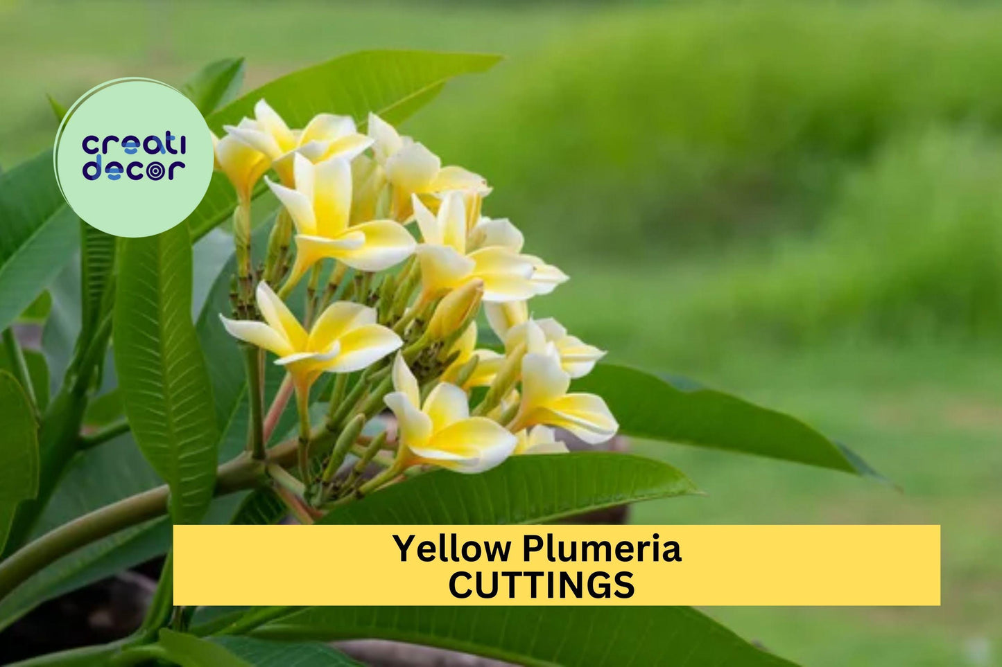 Yellow Plumeria Cuttings 2 Pack | 10” Fresh Unrooted Single-Head Frangipani | Tropical Flower Tree Starter for Garden or Pot
