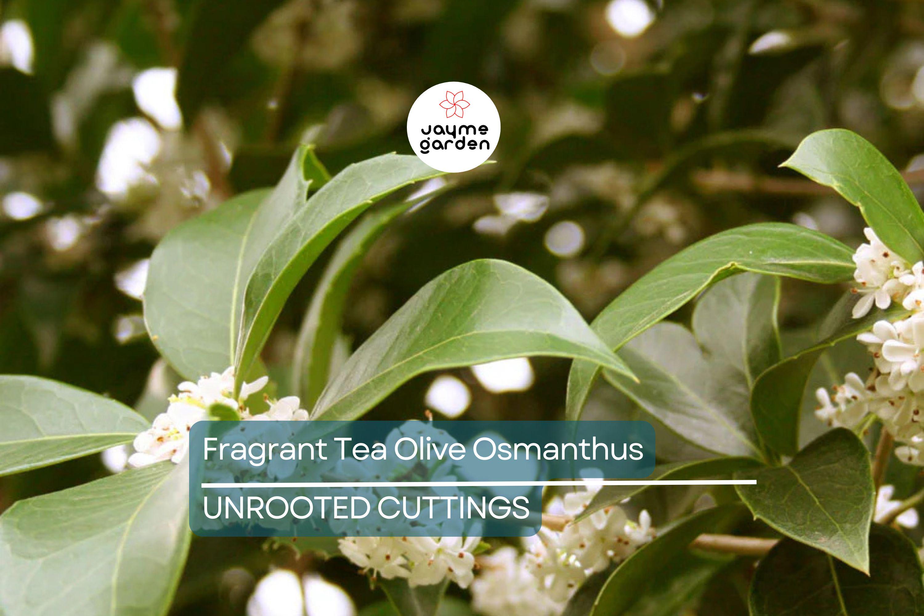 8 Fragrant Tea Olive Osmanthus Fragrans Live Cuttings 8”+ - Sweet Tea Evergreen, Fast-Growing, Aromatic, Edible Flowers