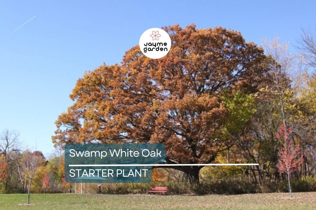 Swamp White Oak Tree (18"-24") | Live Bare Root | Fast-Growing Oak to 100 Ft | Wildlife & Landscape Value