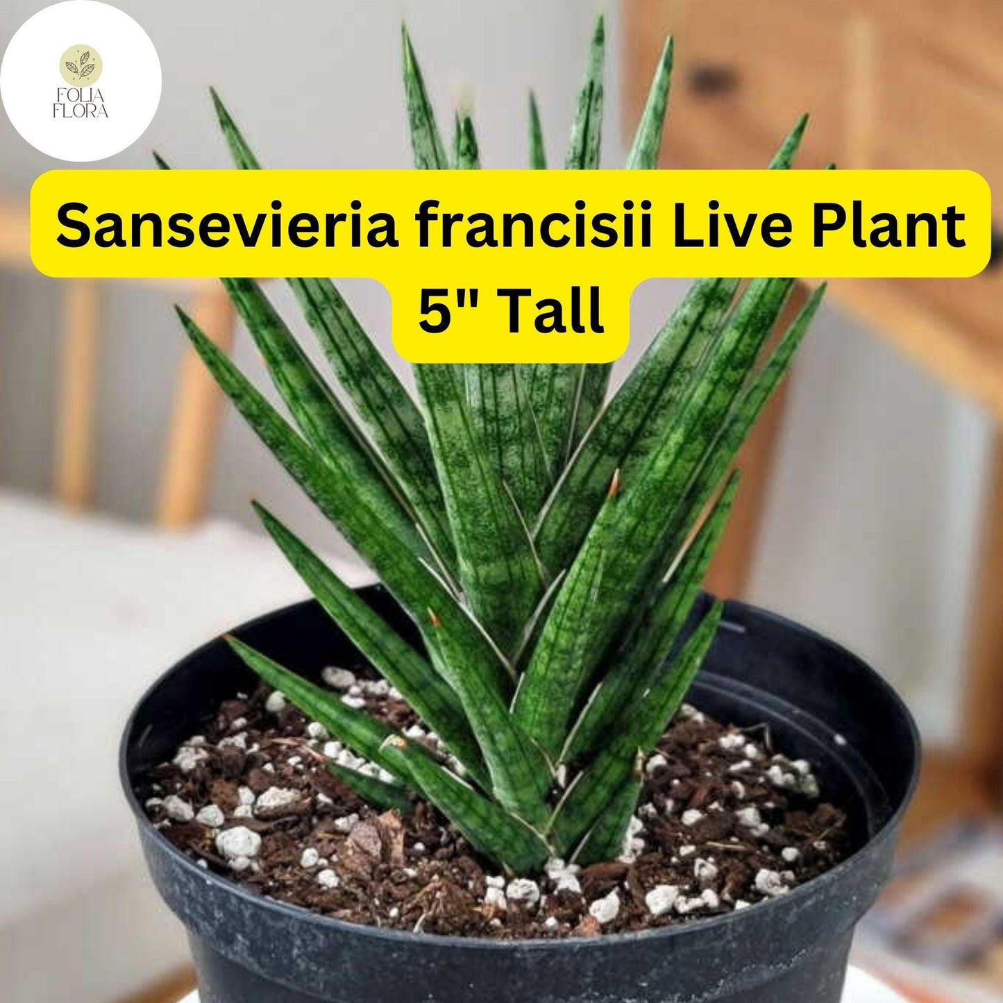 1 Sansevieria francisii - Live Succulent Plant 5" Tall - Drought-Tolerant Snake Plant Cactus