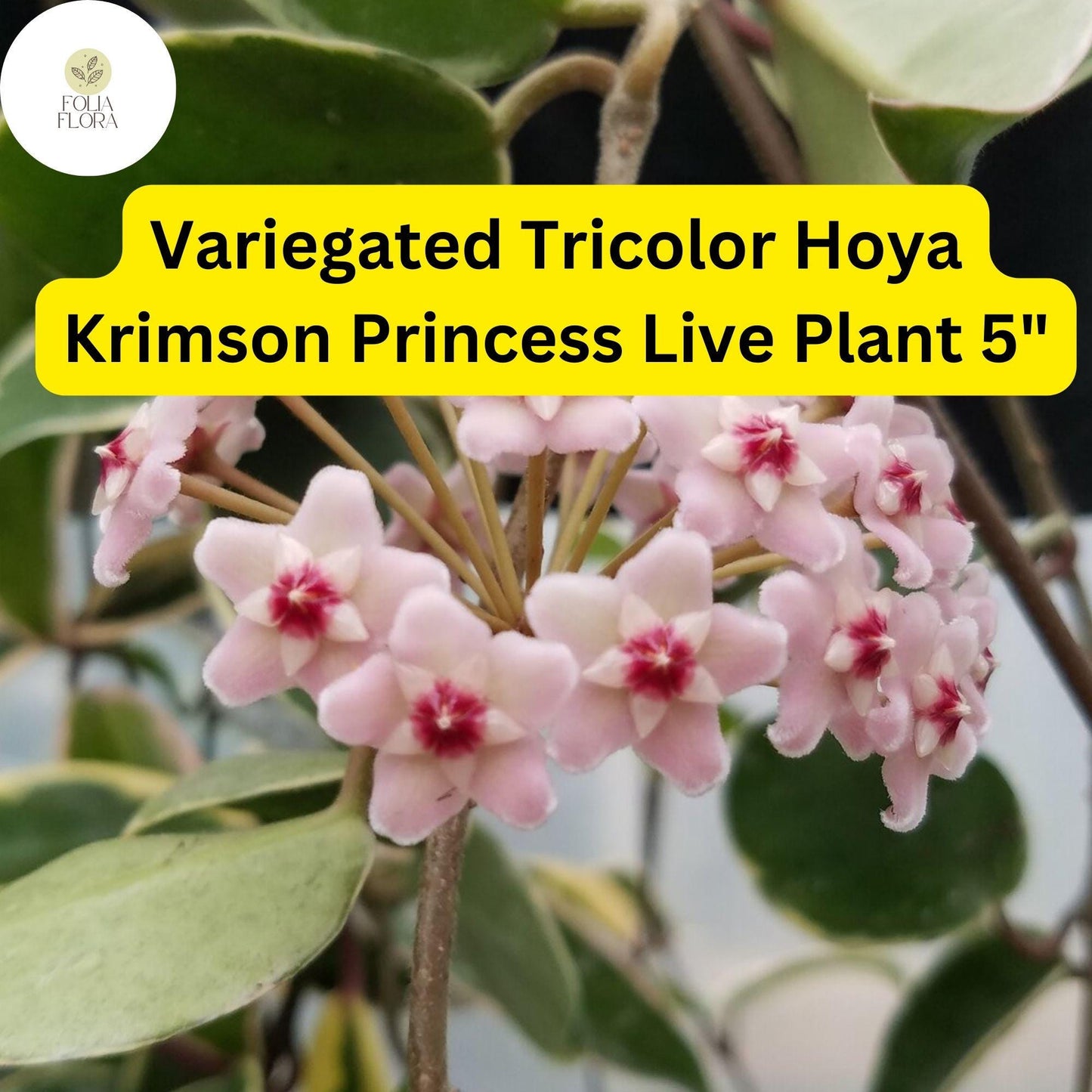 1 Hoya Carnosa ‘Krimson Princess’ – Variegated Tricolor Wax Plant – Live Plant 5" in 4” Pot