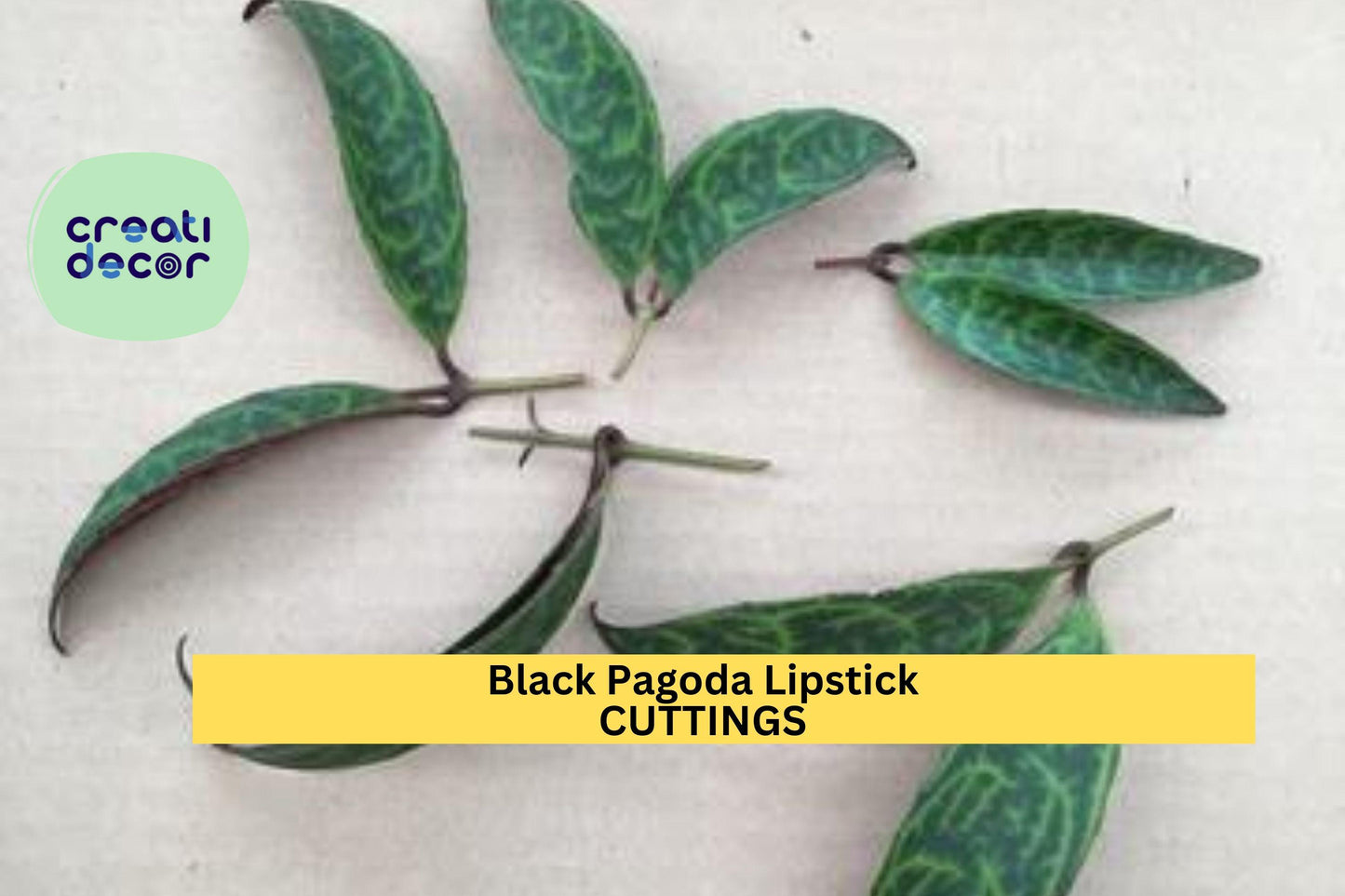 2 Black Pagoda Lipstick Plant Cuttings | Aeschynanthus Longicaulis | Unrooted Houseplant Starter | Exotic Foliage Vine