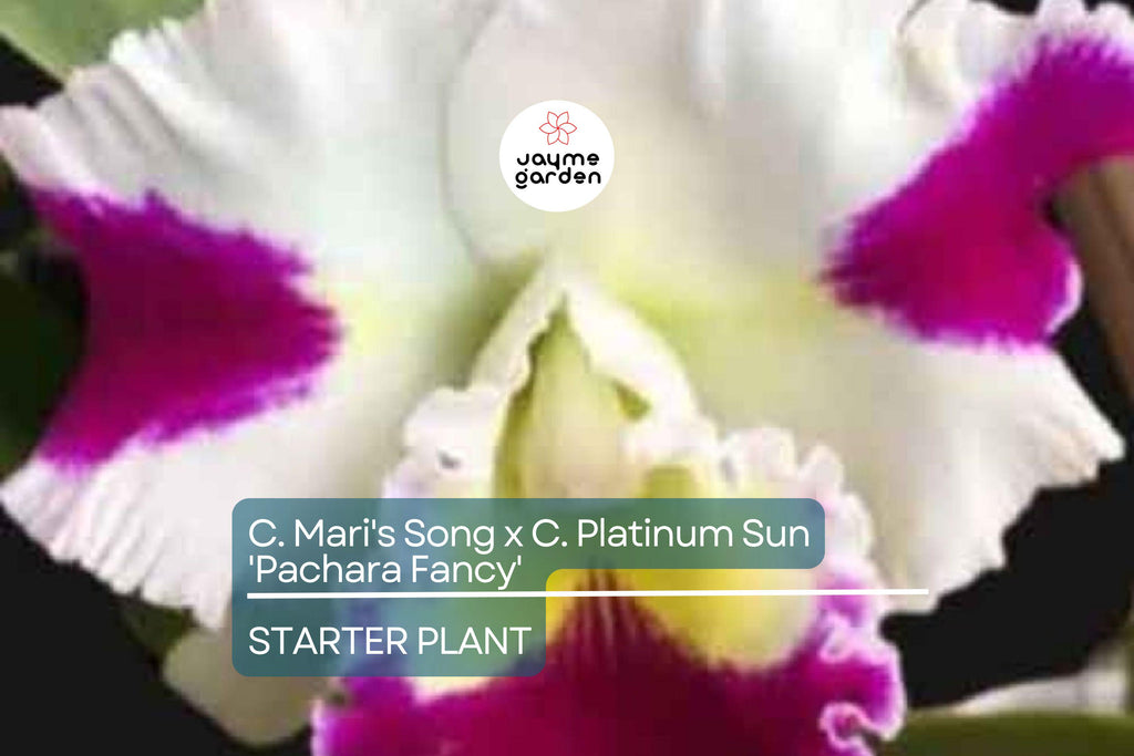 C. Mari's Song x C. Platinum Sun 'Pachara Fancy' Orchid | Live Potted Starter Plant | Multicolor Cattleya | Tropical Indoor/Outdoor