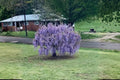Purple Wisteria 2 Live Plants 12-18" Tall (Wisteria sinensis) Flowering Vine