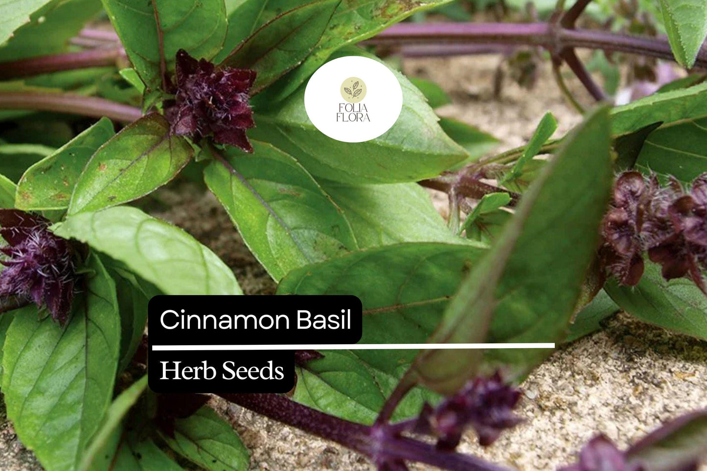 600 Seeds Cinnamon Basil, Ocimum Basilicum, Aromatic Herb with Spicy-Sweet Cinnamon Flavor