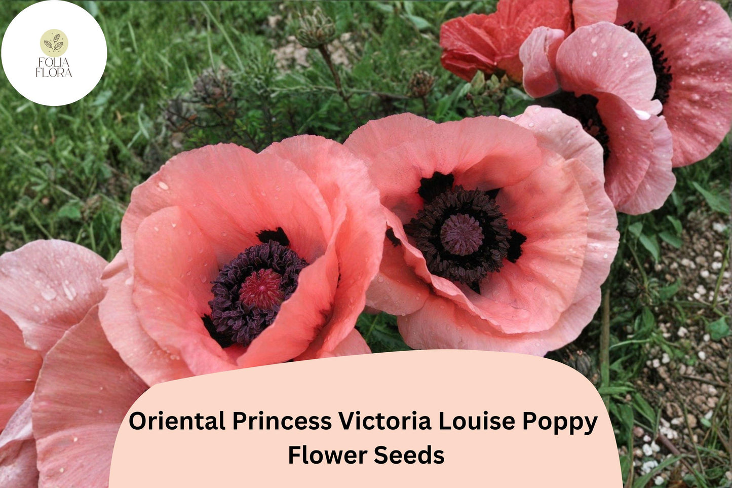 200+ Oriental Princess Victoria Louise Poppy Seeds for Garden – Pink Blooms, Easy to Grow Perennial Flowers