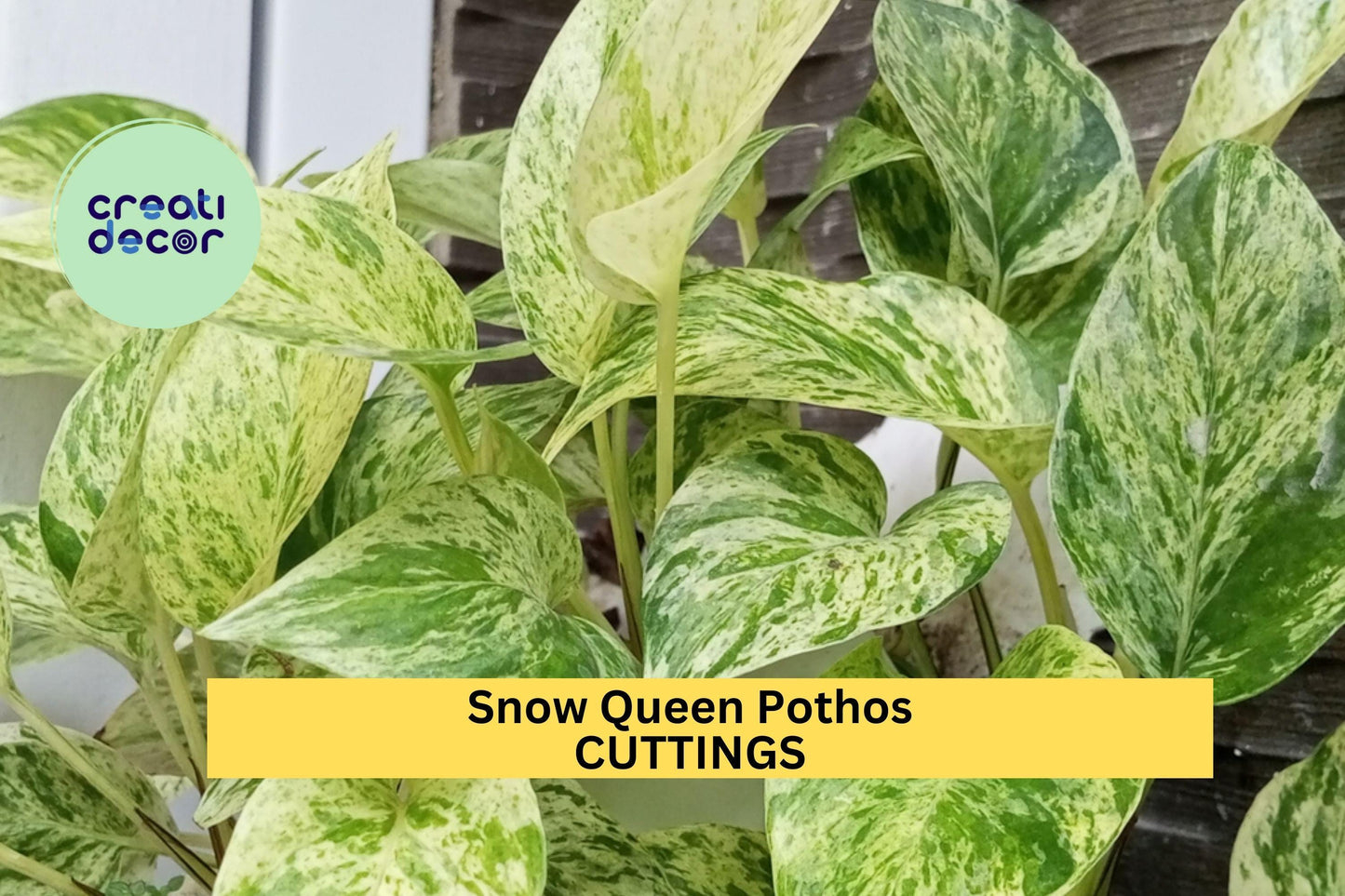 Snow Queen Pothos 3 Cuttings | Unrooted Epipremnum Aureum Vines | Rare Variegated Houseplant Starter for Pots or Hanging Baskets