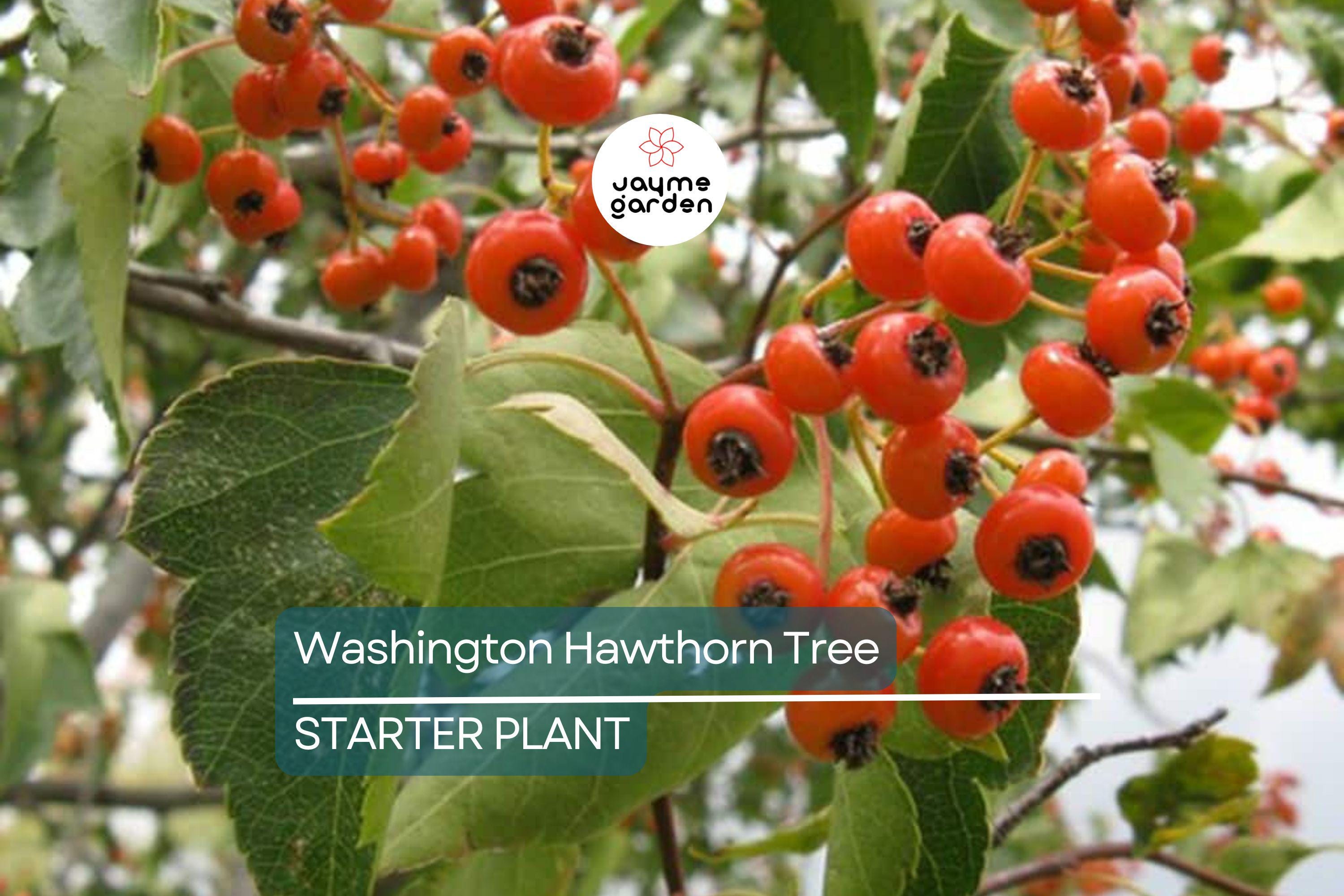 Washington Hawthorn Tree | Live Bare Root Plant | Crataegus phaenopyrum | 18-24" | Songbird Friendly | Zones 3–10