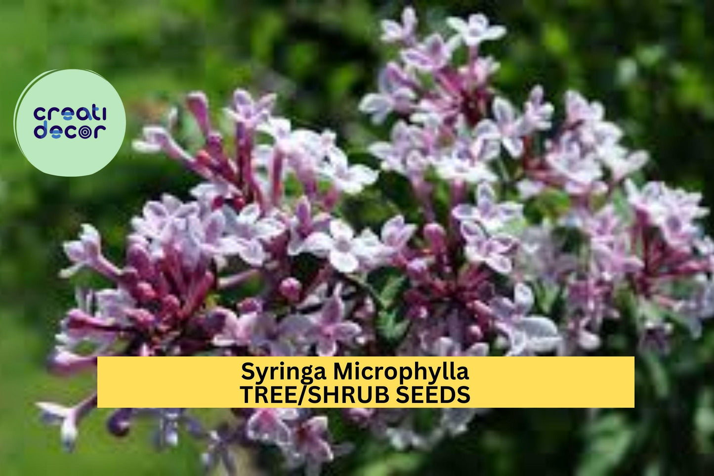 3pcs of 10seeds Syringa Microphylla Seeds – Fragrant Pink Lilac Shrub Seeds for Planting in Sunny Garden Borders Seeds for Planting