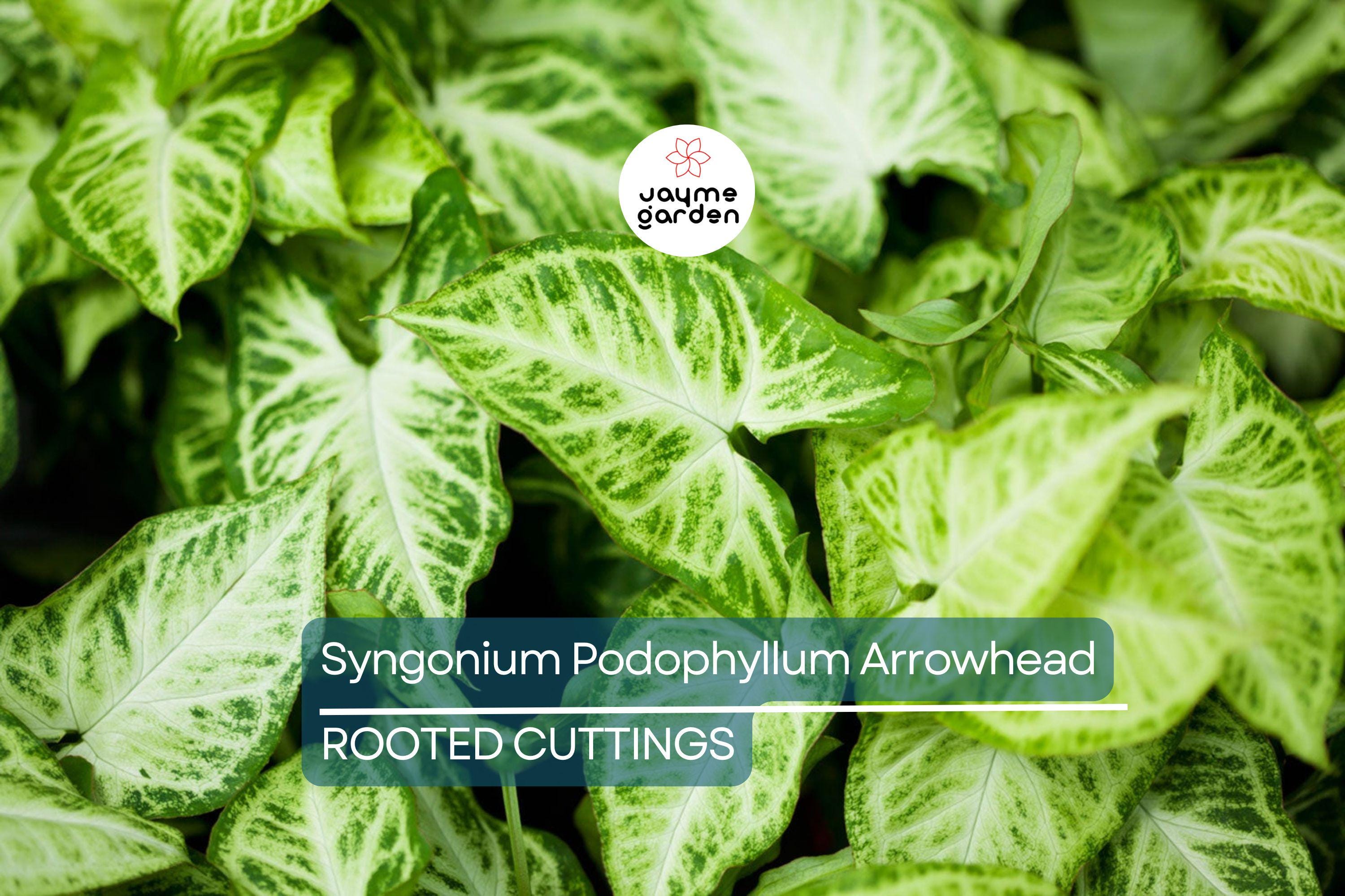 4 Syngonium Podophyllum Cuttings - White Butterfly Arrowhead Vine - Easy Care Houseplant, 5”+ Tall, Perfect for Indoor Gardens