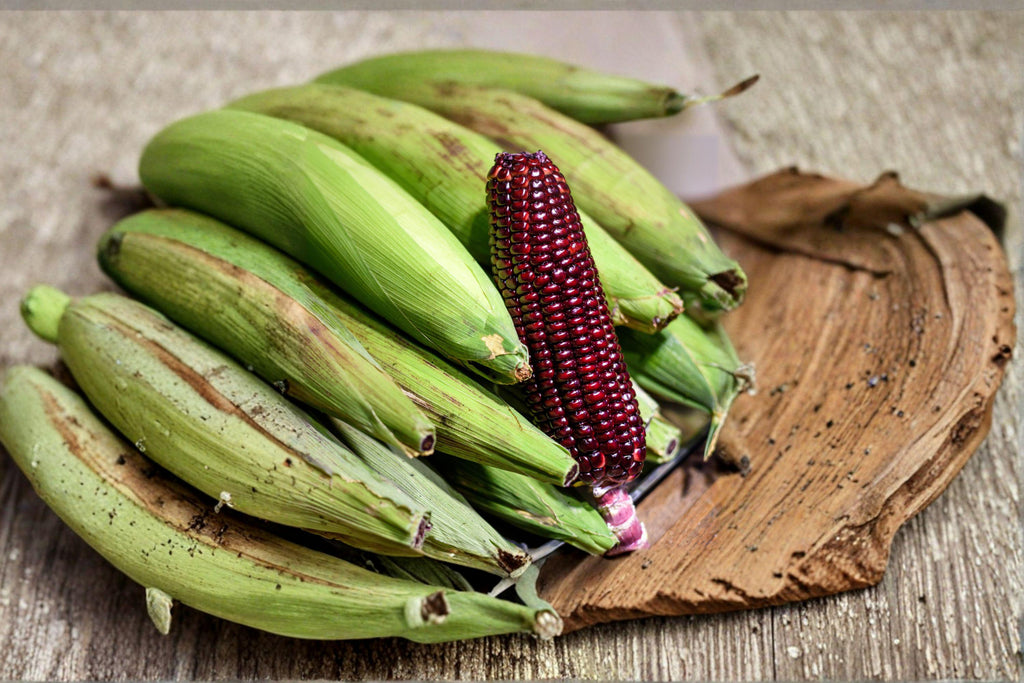 Corn – Bloody Butcher (110 Days) 25 Seeds | Historic Heirloom | Deep Red Dent Corn | Excellent for Grinding & Baking