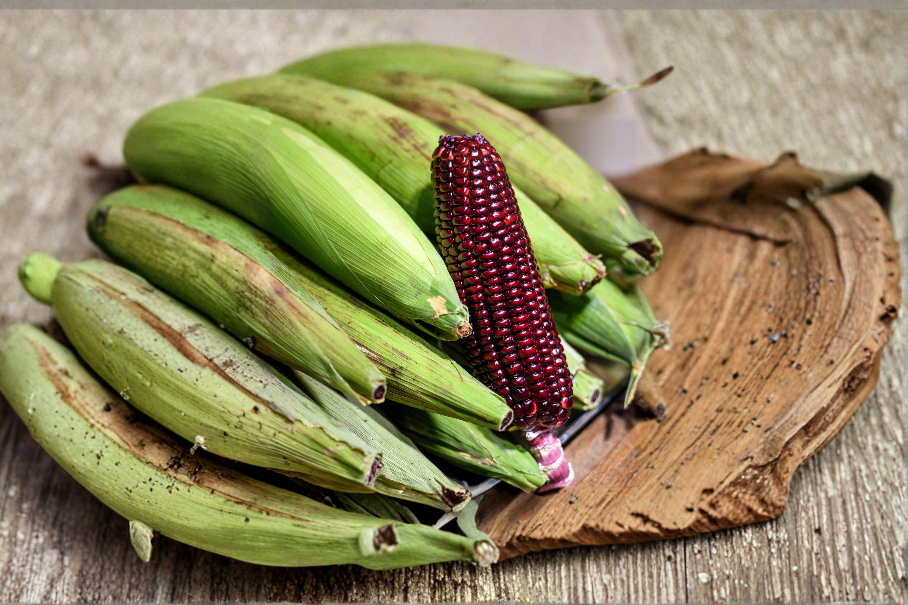 Corn – Bloody Butcher (110 Days) 25 Seeds | Historic Heirloom | Deep Red Dent Corn | Excellent for Grinding & Baking