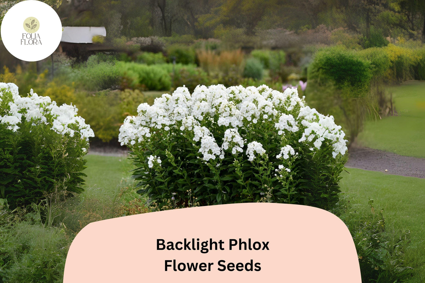 100+ Backlight Phlox Seeds for Garden Planting | Phlox paniculata | Perennial Flower Seeds | White Blooms with Lavender Glow