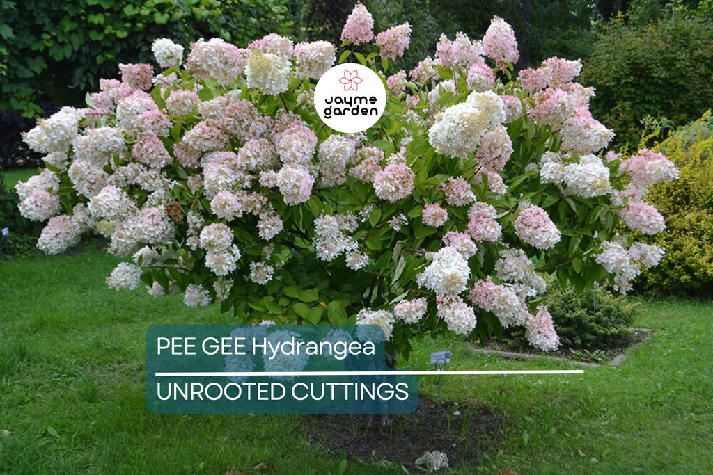 Live Pee Gee Hydrangea Cuttings (8+) | Fresh Unrooted Clones with Rooting Instructions |