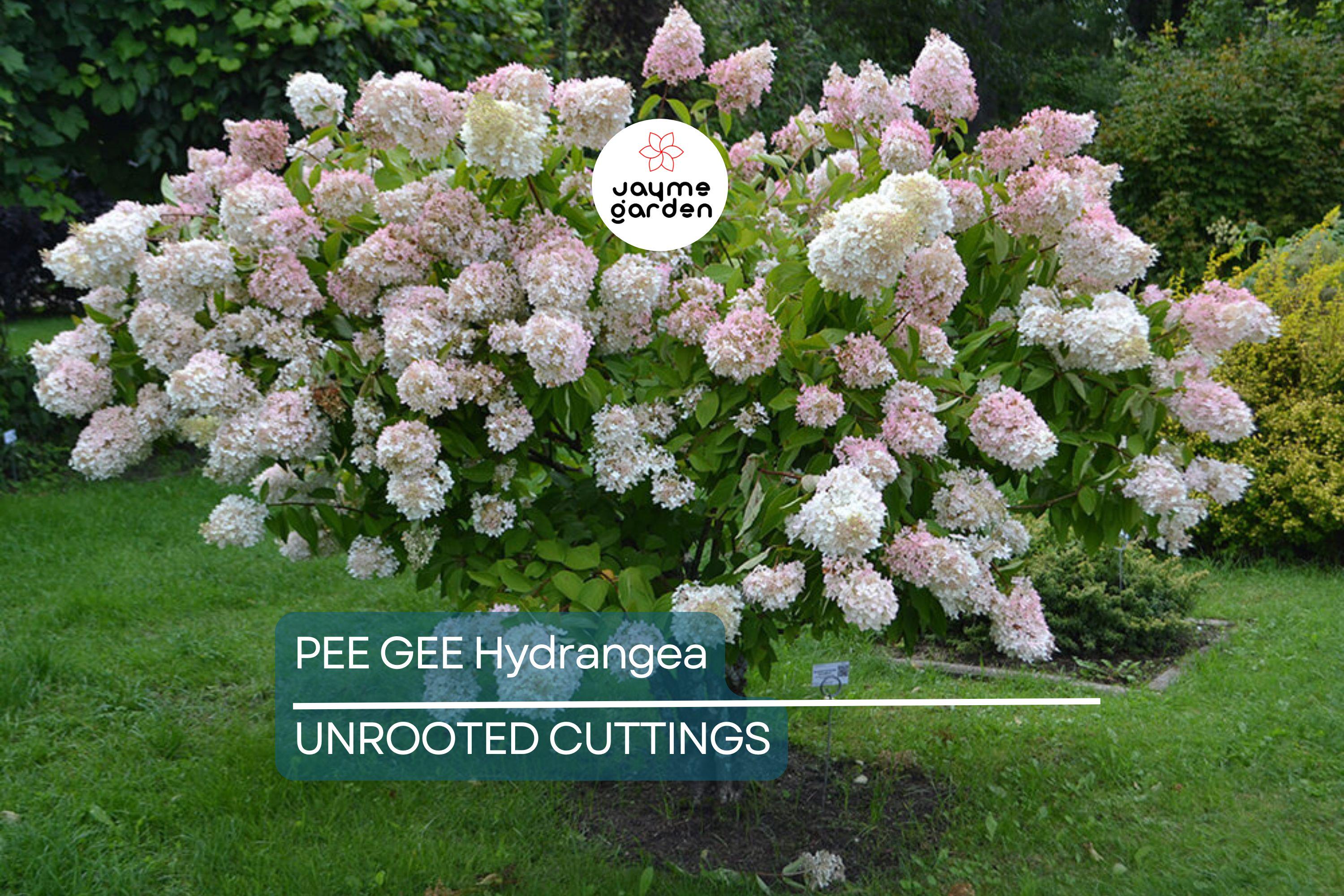 Live Pee Gee Hydrangea Cuttings (8+) | Fresh Unrooted Clones with Rooting Instructions |